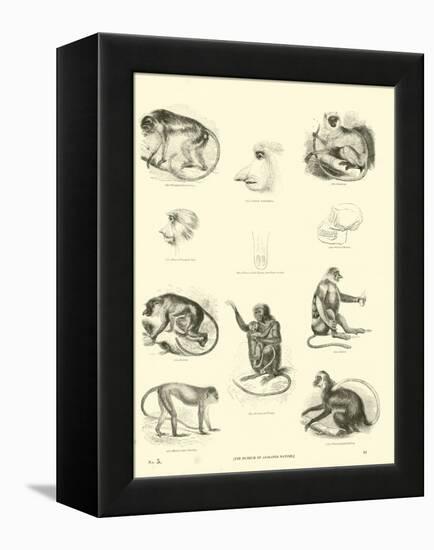 Page from the Pictorial Museum of Animated Nature-null-Framed Premier Image Canvas