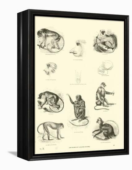 Page from the Pictorial Museum of Animated Nature-null-Framed Premier Image Canvas