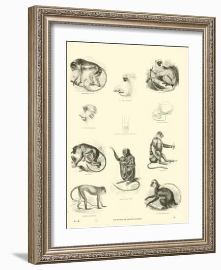 Page from the Pictorial Museum of Animated Nature-null-Framed Giclee Print