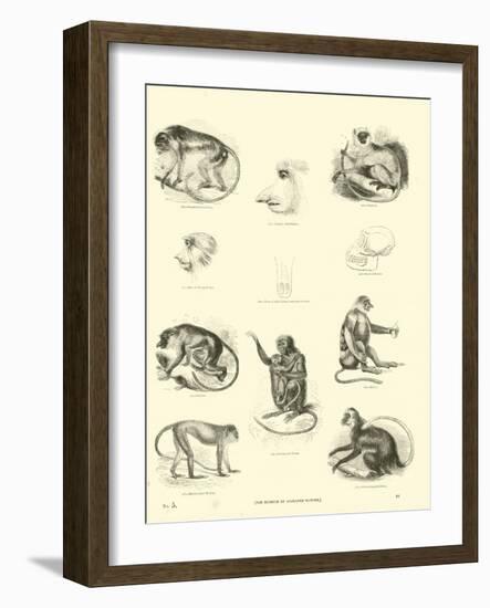 Page from the Pictorial Museum of Animated Nature-null-Framed Giclee Print