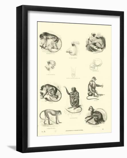 Page from the Pictorial Museum of Animated Nature-null-Framed Giclee Print