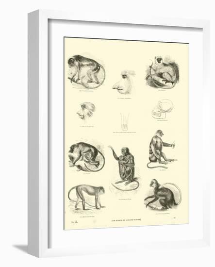 Page from the Pictorial Museum of Animated Nature-null-Framed Giclee Print