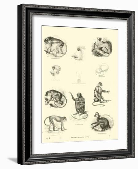 Page from the Pictorial Museum of Animated Nature-null-Framed Giclee Print