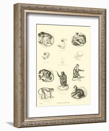 Page from the Pictorial Museum of Animated Nature-null-Framed Giclee Print