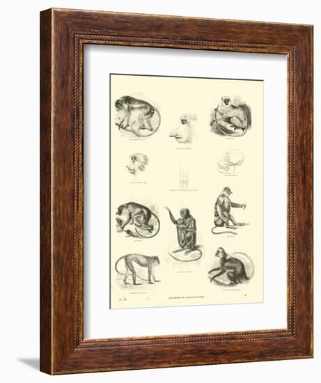 Page from the Pictorial Museum of Animated Nature-null-Framed Giclee Print