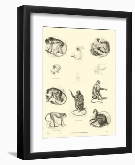 Page from the Pictorial Museum of Animated Nature-null-Framed Giclee Print