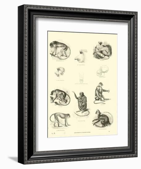 Page from the Pictorial Museum of Animated Nature-null-Framed Giclee Print