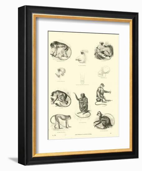 Page from the Pictorial Museum of Animated Nature--Framed Giclee Print