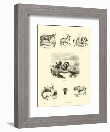 Page from the Pictorial Museum of Animated Nature-null-Framed Giclee Print