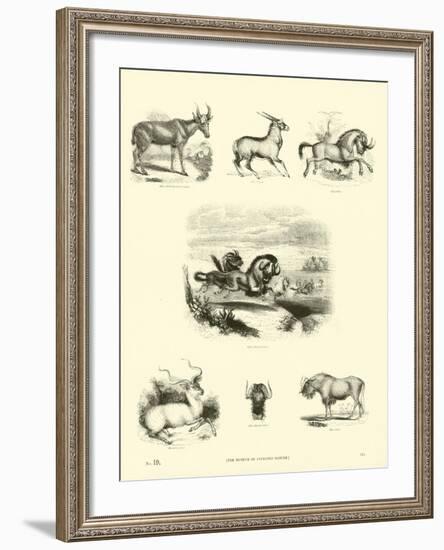 Page from the Pictorial Museum of Animated Nature-null-Framed Giclee Print