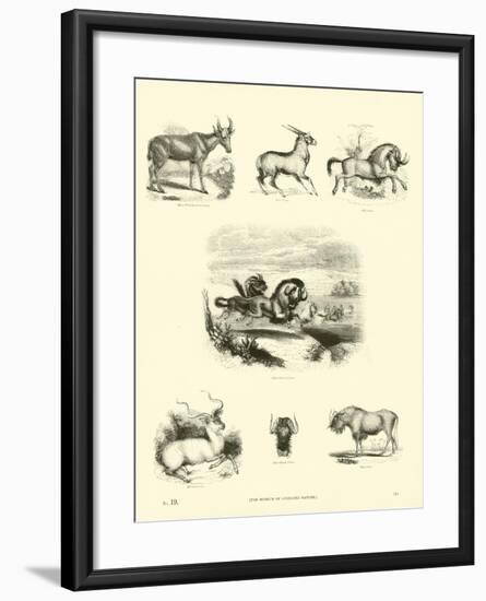 Page from the Pictorial Museum of Animated Nature-null-Framed Giclee Print