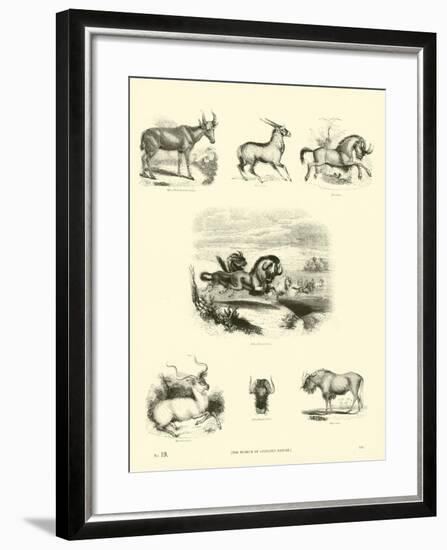 Page from the Pictorial Museum of Animated Nature-null-Framed Giclee Print