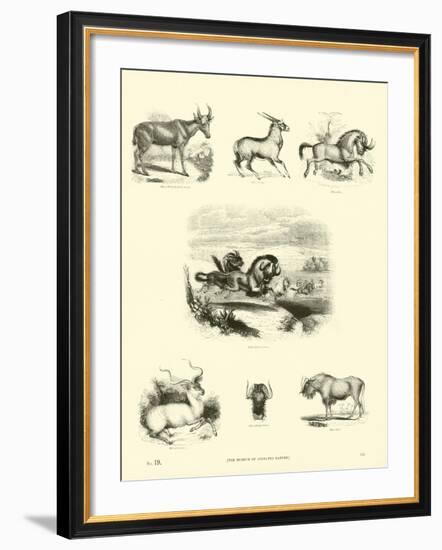 Page from the Pictorial Museum of Animated Nature-null-Framed Giclee Print