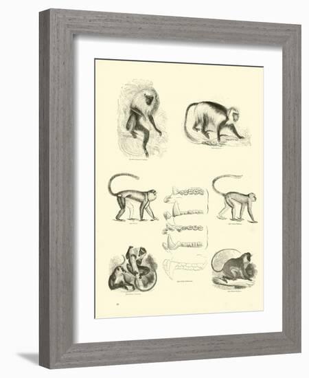 Page from the Pictorial Museum of Animated Nature-null-Framed Giclee Print