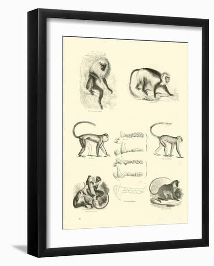 Page from the Pictorial Museum of Animated Nature-null-Framed Giclee Print