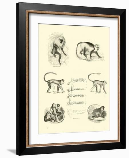 Page from the Pictorial Museum of Animated Nature-null-Framed Giclee Print