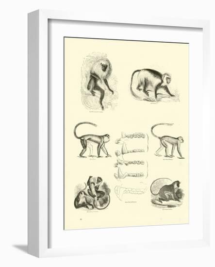 Page from the Pictorial Museum of Animated Nature-null-Framed Giclee Print