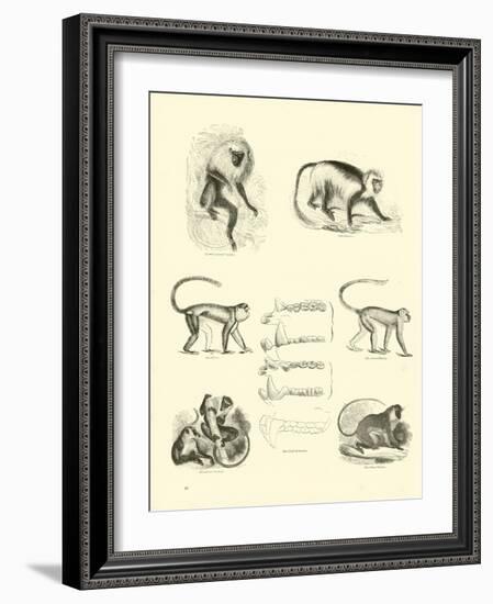 Page from the Pictorial Museum of Animated Nature-null-Framed Giclee Print