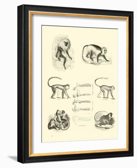 Page from the Pictorial Museum of Animated Nature-null-Framed Giclee Print