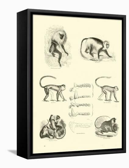 Page from the Pictorial Museum of Animated Nature-null-Framed Premier Image Canvas