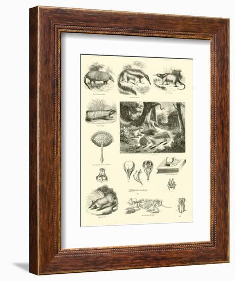 Page from the Pictorial Museum of Animated Nature-null-Framed Giclee Print