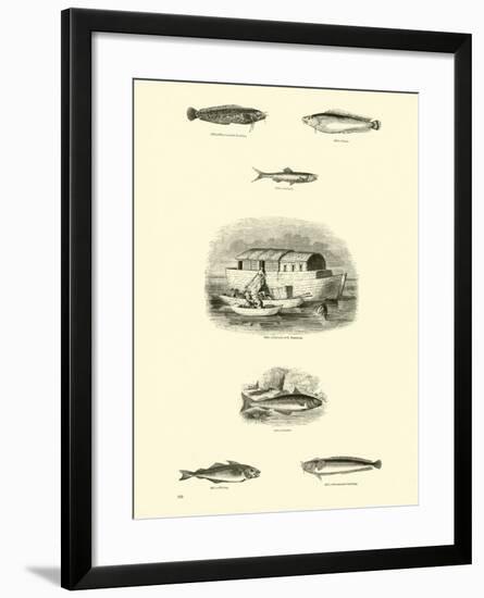 Page from the Pictorial Museum of Animated Nature-null-Framed Giclee Print