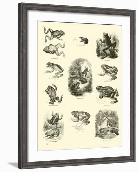 Page from the Pictorial Museum of Animated Nature-null-Framed Giclee Print