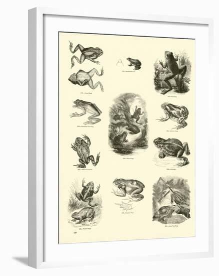 Page from the Pictorial Museum of Animated Nature-null-Framed Giclee Print