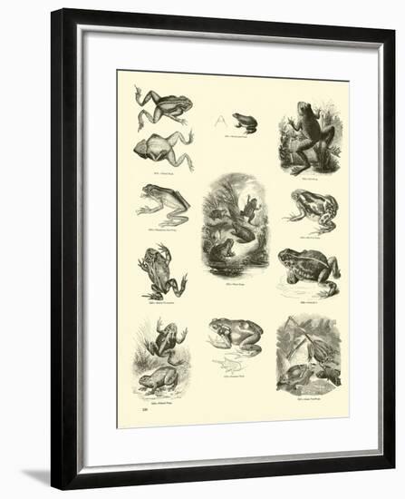 Page from the Pictorial Museum of Animated Nature-null-Framed Giclee Print