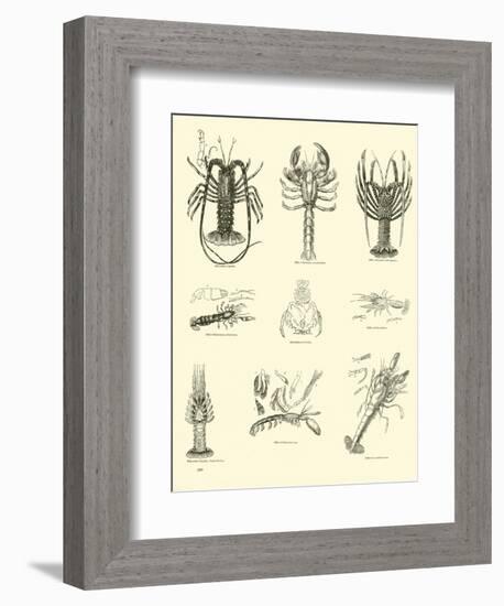 Page from the Pictorial Museum of Animated Nature-null-Framed Giclee Print