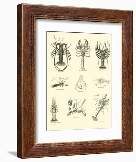 Page from the Pictorial Museum of Animated Nature-null-Framed Giclee Print