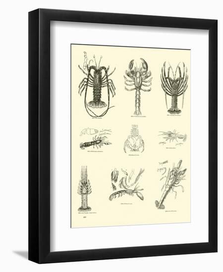 Page from the Pictorial Museum of Animated Nature-null-Framed Giclee Print