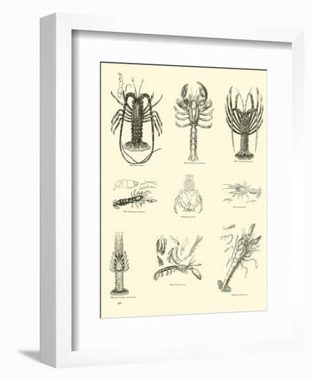 Page from the Pictorial Museum of Animated Nature-null-Framed Giclee Print