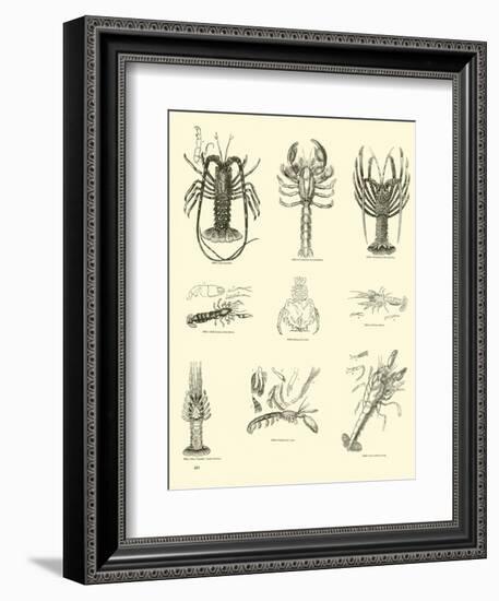 Page from the Pictorial Museum of Animated Nature-null-Framed Giclee Print