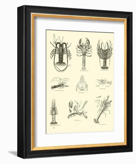 Page from the Pictorial Museum of Animated Nature-null-Framed Giclee Print