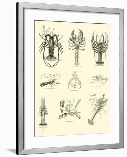 Page from the Pictorial Museum of Animated Nature-null-Framed Giclee Print