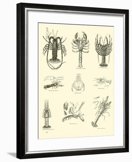 Page from the Pictorial Museum of Animated Nature-null-Framed Giclee Print