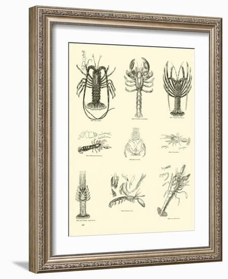 Page from the Pictorial Museum of Animated Nature-null-Framed Giclee Print