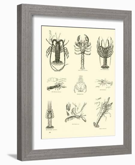 Page from the Pictorial Museum of Animated Nature-null-Framed Giclee Print