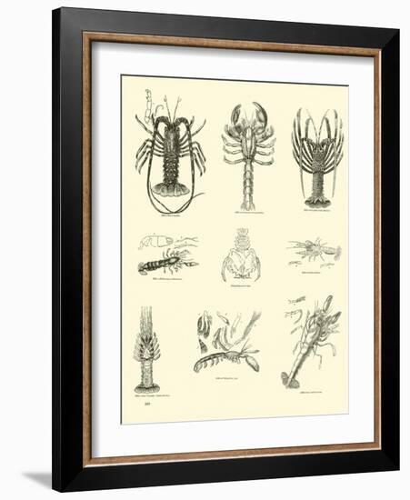 Page from the Pictorial Museum of Animated Nature-null-Framed Giclee Print