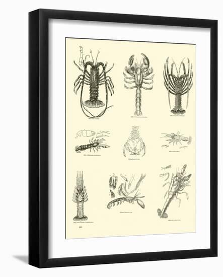 Page from the Pictorial Museum of Animated Nature-null-Framed Giclee Print