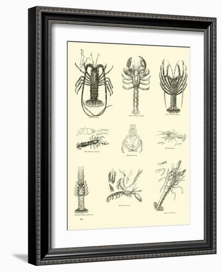 Page from the Pictorial Museum of Animated Nature-null-Framed Giclee Print