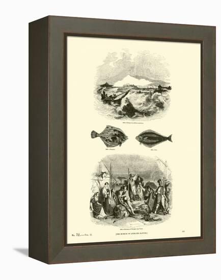 Page from the Pictorial Museum of Animated Nature-null-Framed Premier Image Canvas