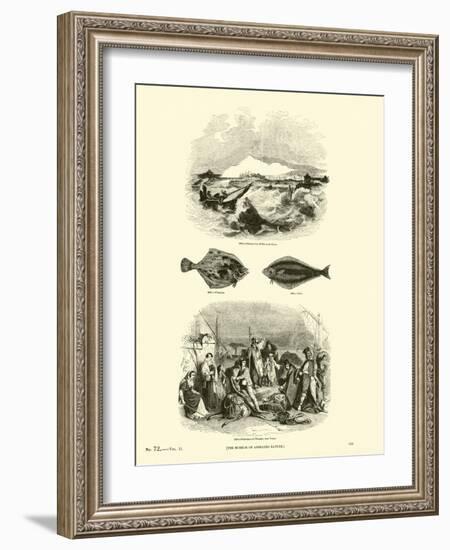 Page from the Pictorial Museum of Animated Nature-null-Framed Giclee Print