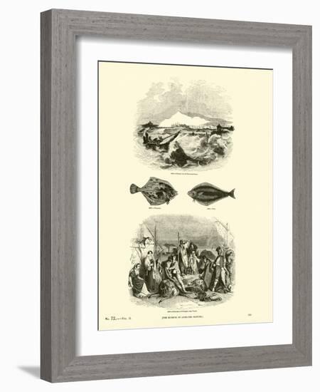 Page from the Pictorial Museum of Animated Nature-null-Framed Giclee Print