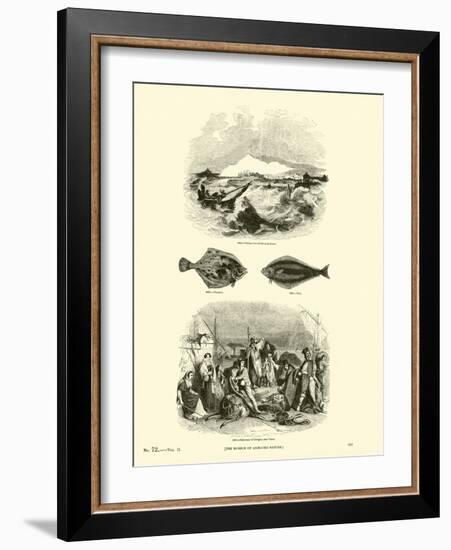 Page from the Pictorial Museum of Animated Nature-null-Framed Giclee Print