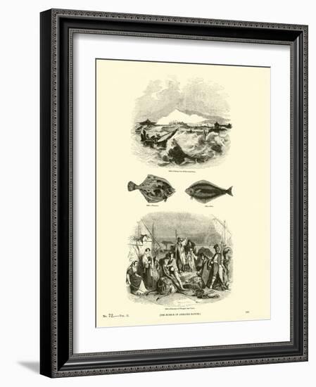 Page from the Pictorial Museum of Animated Nature-null-Framed Giclee Print