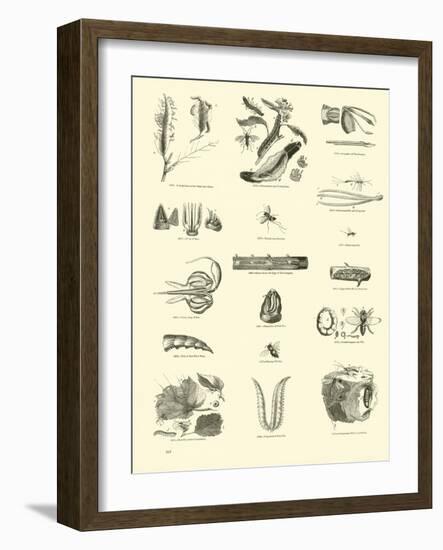 Page from the Pictorial Museum of Animated Nature-null-Framed Giclee Print