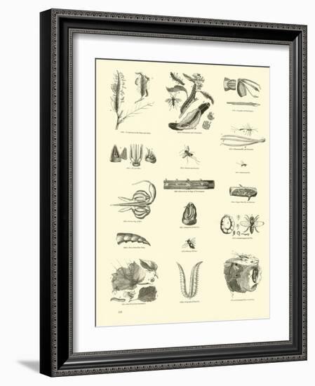 Page from the Pictorial Museum of Animated Nature-null-Framed Giclee Print