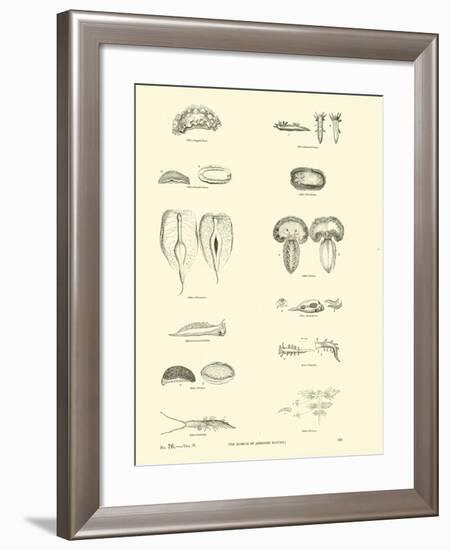 Page from the Pictorial Museum of Animated Nature-null-Framed Giclee Print